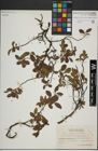 Foto von Salix herbacea L. x Salix lapponum L.
